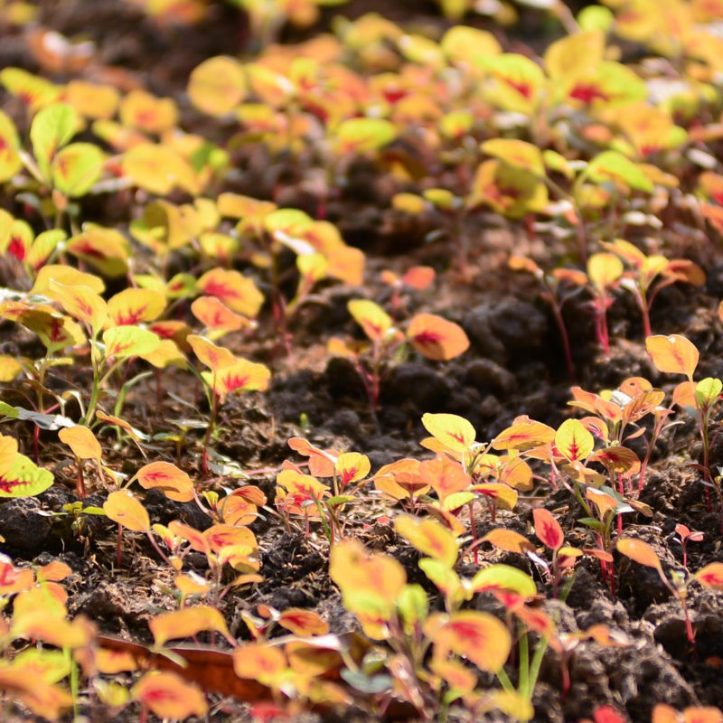 biodiversity-food-agriculture