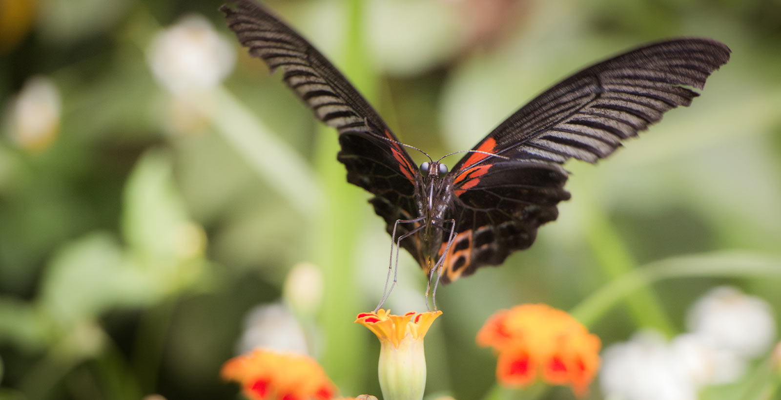 Our Biodiversity, Our Food, Our Health