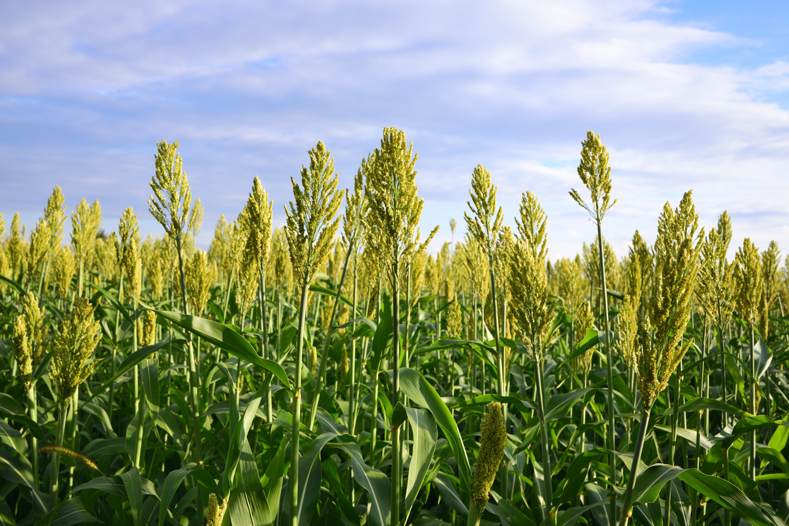 Looking to the Past for the Future of Food: Indigenous Crops and Their Role in a Changing Climate