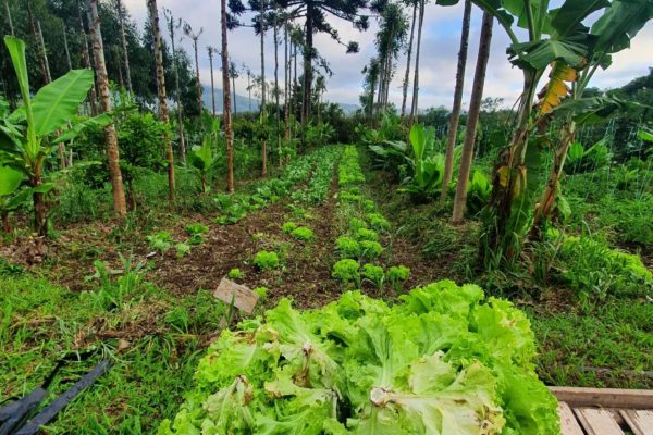 biodiversity agroforestry