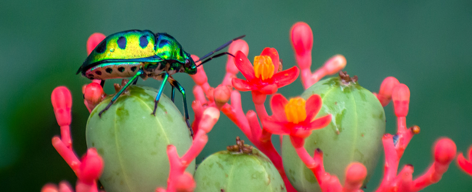 Can Farmers Hear What Nature is Saying?