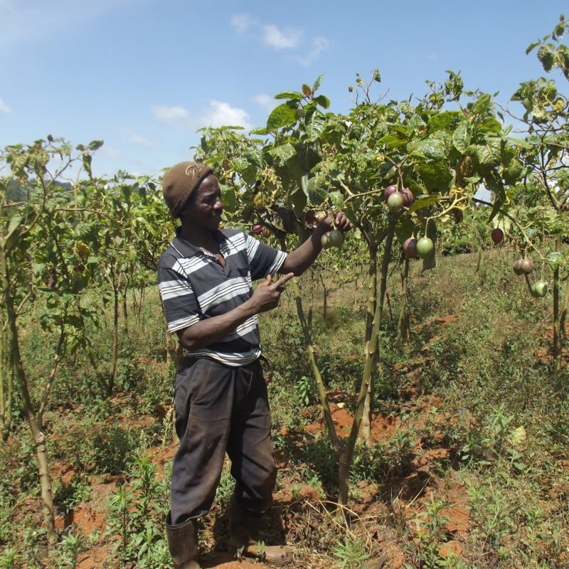 A Natural Way to Increase Drought and Disease Resistance