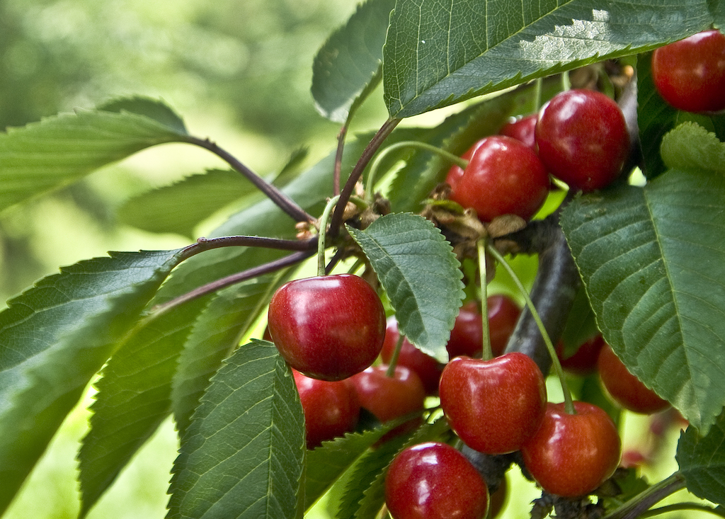 Growing Organic in Latvia