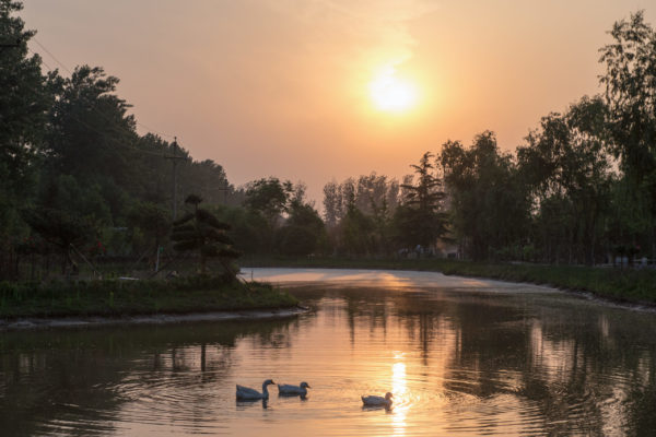 farm in the evening