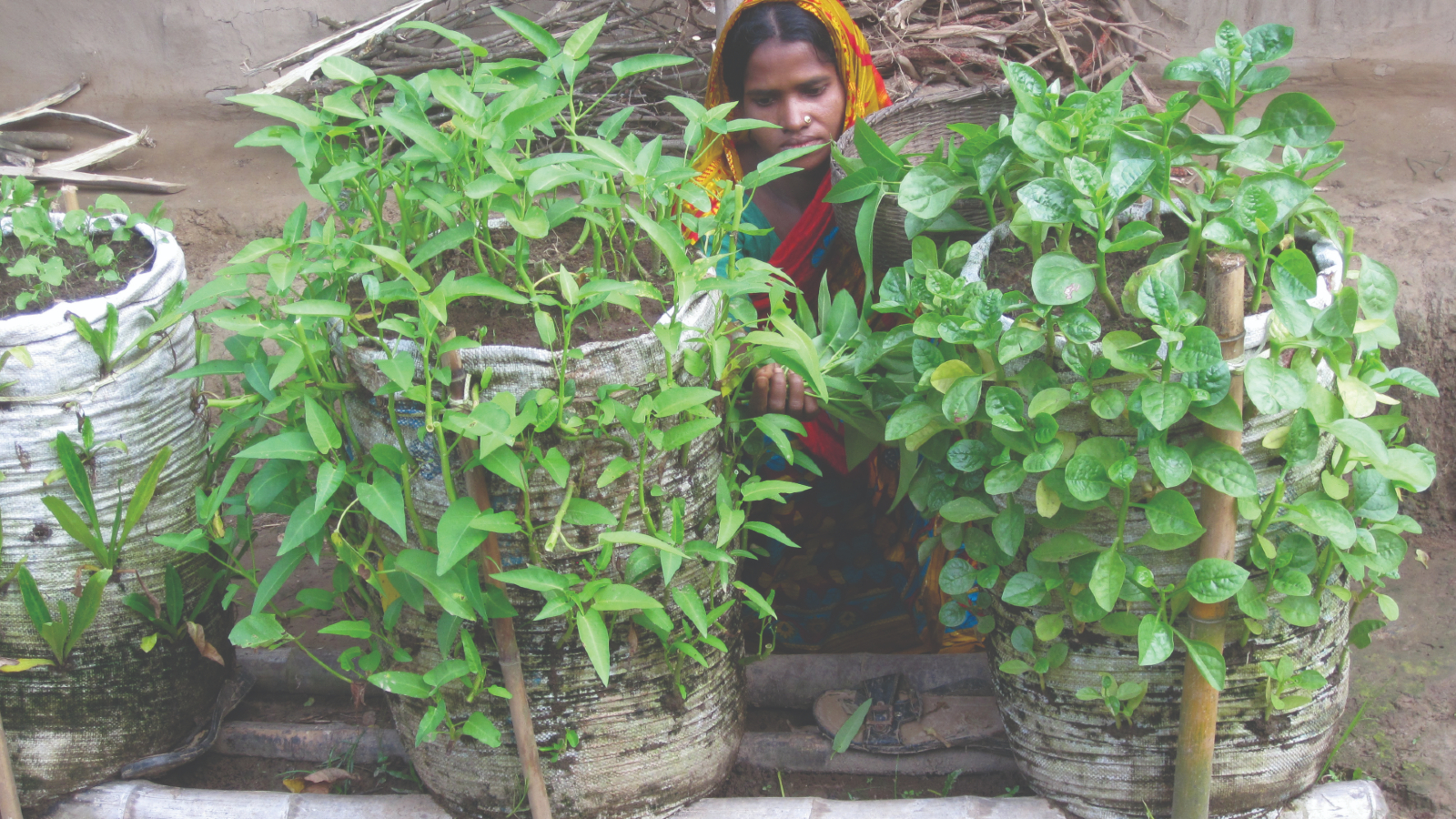 How Award-Winning Sack Gardening Improved Nutrition Security in Bangladesh