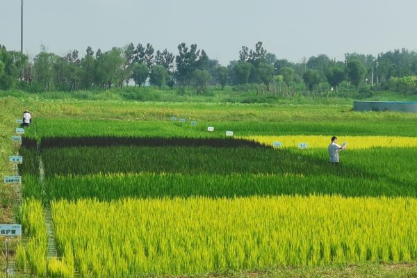 more than 50 local traditional varties of rice in the farm