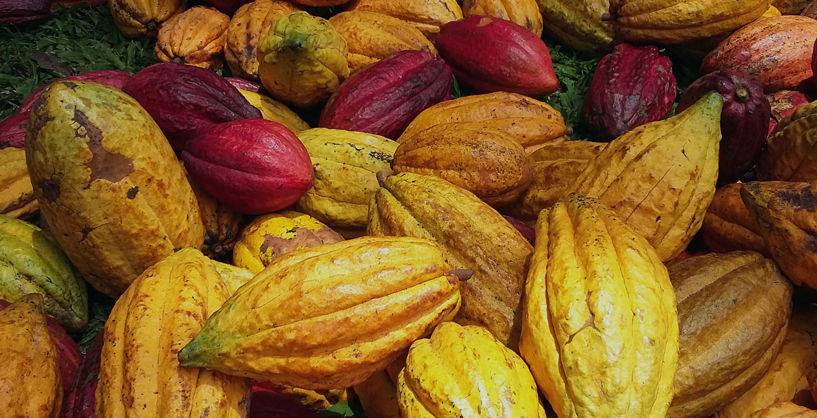 cultivating-organic-cacao