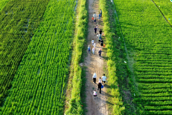 the biodivertity is preserved around the rice field